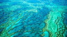 Thoughts on Discipleship from a Marine Conservationist Thoughts on Discipleship from a Marine Conservationist