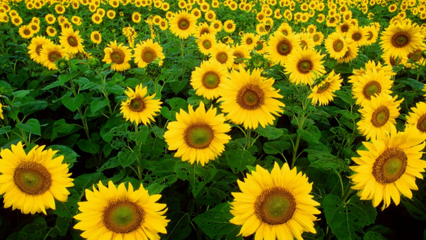 The Southern Baptist (Re-)Emergence in Church Planting The Southern Baptist (Re-)Emergence in Church Planting