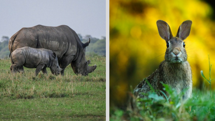 Rhinos, Rabbits, and the Challenges of Multiplying a Church Planting Movement Rhinos, Rabbits, and the Challenges of Multiplying a Church Planting Movement