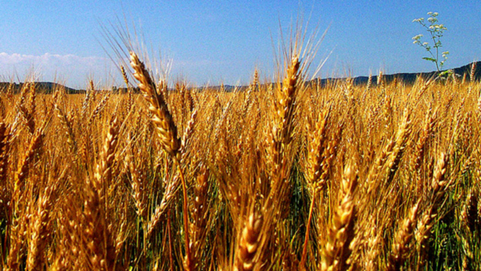 Video-Driven, Multisite Church Planting in Rural North America