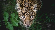 Creation Groans, but God Hears: Many Species Face ‘Thinning of Life’ Creation Groans, but God Hears: Many Species Face ‘Thinning of Life’