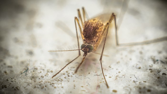 Christians to Science: Leave Animals the Way God Designed Them—Except Mosquitoes
