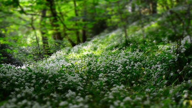 Sanctuary of the Soul