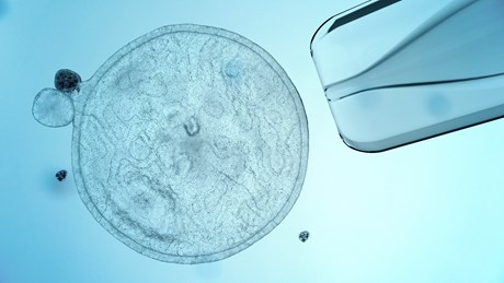 Consider the Stem Cell: A Biology Instructor's Reflection on Calling Consider the Stem Cell: A Biology Instructor's Reflection on Calling