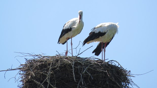 How can we help our marriage to thrive in the empty nest years?