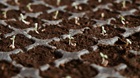 Lessons after 26 Years of Planting Seeds Lessons after 26 Years of Planting Seeds