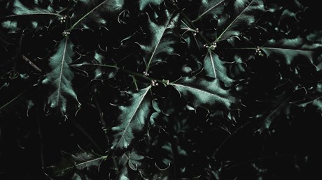 A Carol for the Despairing A Carol for the Despairing