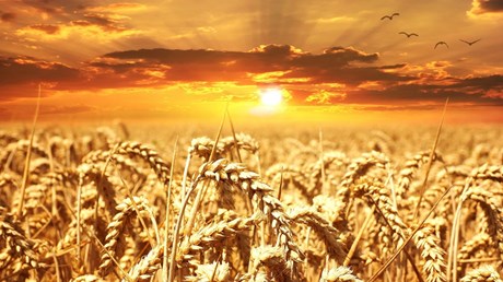 Good News in Rural America: There’s More to the Story than Poverty and Disappointment Good News in Rural America: There’s More to the Story than Poverty and Disappointment