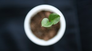 Grow Or Die? Actually, There’s A Third Option – Be A Great Small Church Grow Or Die? Actually, There’s A Third Option – Be A Great Small Church