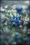 Galatians: The Fruit of the Spirit Galatians: The Fruit of the Spirit