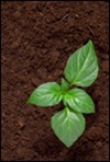 Spiritual Growth Spiritual Growth