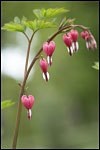 Forgiving from the Heart Forgiving from the Heart