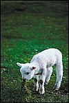 Encounters with the Risen Lord Encounters with the Risen Lord