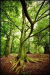 Service Rooted in Grace Service Rooted in Grace