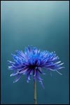 Bloom Where You Are Planted Bloom Where You Are Planted