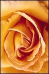 A Rose Is a Rose, Not a Tomato A Rose Is a Rose, Not a Tomato