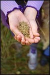 Scatter Seeds of Love & Service Scatter Seeds of Love & Service