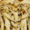 The Search for the Historical Adam The Search for the Historical Adam
