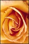 A Rose Is a Rose, Not a Tomato A Rose Is a Rose, Not a Tomato