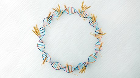 How Cracking Wheat's Genetic Code Reminds Us Who We Are How Cracking Wheat's Genetic Code Reminds Us Who We Are