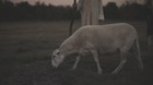 The Lord Is My Shepherd The Lord Is My Shepherd