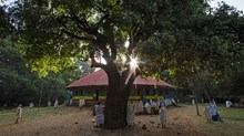 Churches Are Saving Ethiopia’s Last Remaining Native Trees