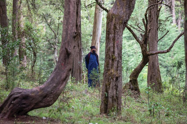 Aba (Father) Kidanemariam stands in the forest of indigenous trees surrounding Menagesha monastery outside Addis Ababa.