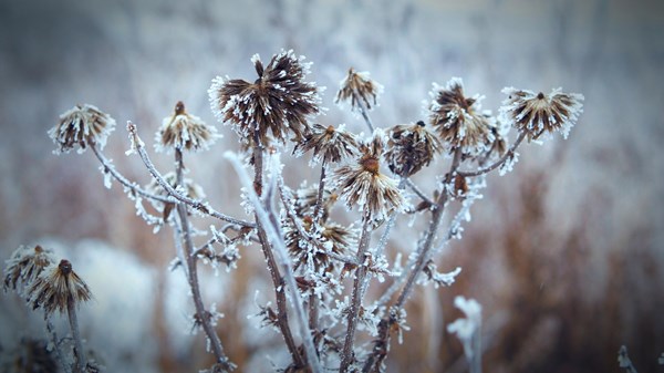 Denial Helps Us Accept the Tsunami of Loss