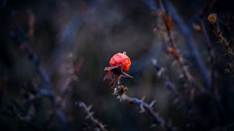 Stop Fighting Grief When Death Is the Enemy.