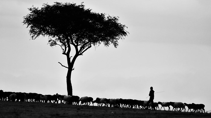 Why Pastors Must Be Shepherds